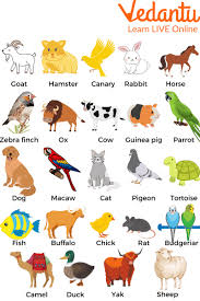 Pet Animals